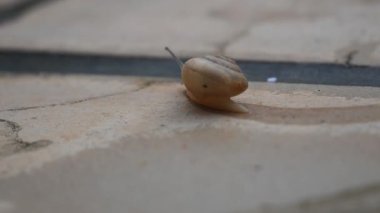 Taş kaldırımda sürünen bir Salyangoz, sürekli hareket halinde engelleri ve sorunları aşmaya çalışıyor, yavaş ama istikrarlı bir başarı kavramı.