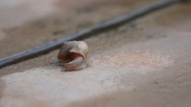 Taş kaldırımda sürünen bir Salyangoz, sürekli hareket halinde engelleri ve sorunları aşmaya çalışıyor, yavaş ama istikrarlı bir başarı kavramı.