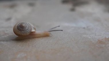 Taş kaldırımda sürünen bir Salyangoz, sürekli hareket halinde engelleri ve sorunları aşmaya çalışıyor, yavaş ama istikrarlı bir başarı kavramı.