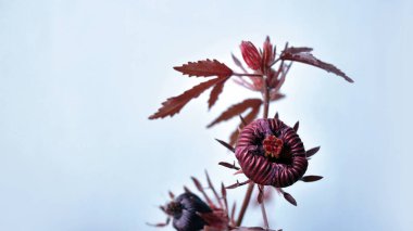 Kızıl Yaprak Hibiscus çiçeğinden Bud veya Hibiscus asetosella veya Afrikalı Rosemallow, Kızılcık Hibiscus, Sahte Rosella ve pastel mavi arka planda Maroon Mallow olarak da bilinir.