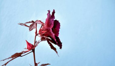 Kızıl Yapraklı Hibiscus çiçeği ya da Hibiscus asetosella ya da Afrikalı Rosemallow, Kızılcık Hibiscus, Sahte Rosella ve pastel mavi arka planda Maroon Mallow gibi diğer isimlerin yanına.