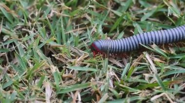 Macro, Kırkayak ya da Myriapod 'un otlar, hayvan yaşamları üzerinde emeklediği ve 3 numaralı gezici dalga oluşturan pek çok bacağın hareket ettiği görüntüleri kapat.