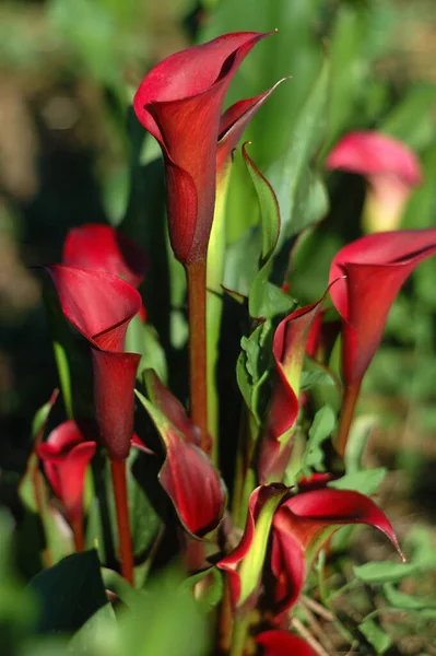 Callas Okouzlující Květiny Zahradě — Stock fotografie