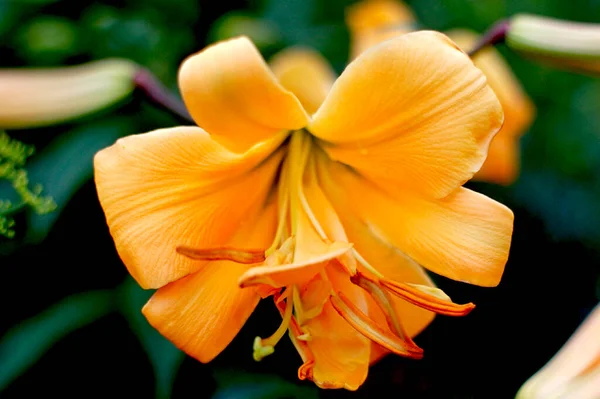 Közeli Kilátás Gyönyörű Sárga Orchidea Virág Természetben — Stock Fotó