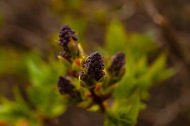 Ormandaki bir ağacın yeşil yaprakları