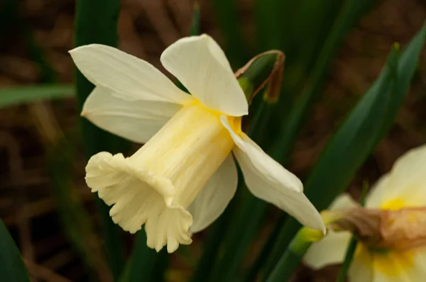 Primavera Onagra Floración Narcisos Encantadores — Foto de Stock