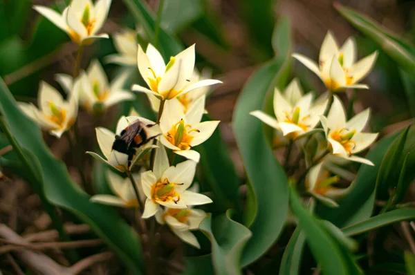 春天的报春花 绽放着迷人的郁金香 — 图库照片