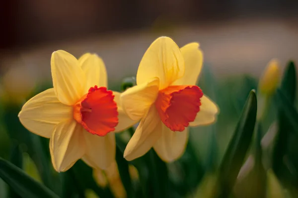 Jarní Růže Kvetoucí Půvabných Narcisů — Stock fotografie