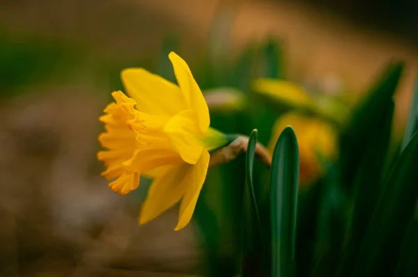 Tavaszi Rózsa Virágzó Bájos Nárcisz — Stock Fotó