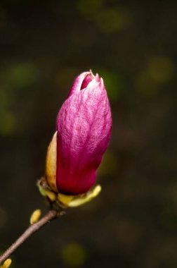 Bahçede güzel pembe bir gül