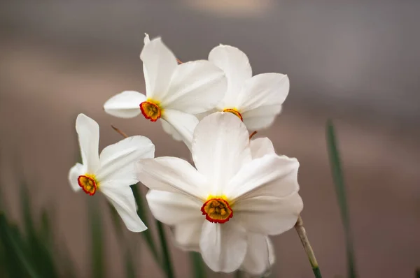 Fehér Virágok Háttér Zöld — Stock Fotó