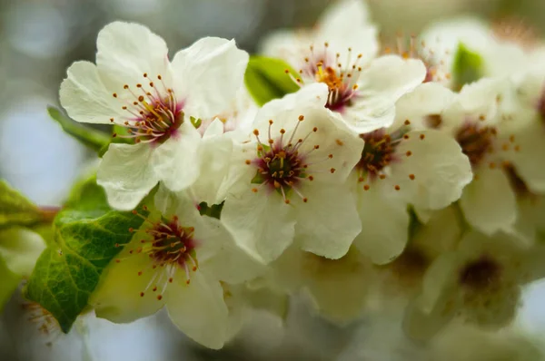 Flowering Apple Branch White Flowers — Stock Photo, Image