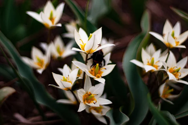 Gyönyörű Virágok Kertben Fehér Crocus Természetben — Stock Fotó