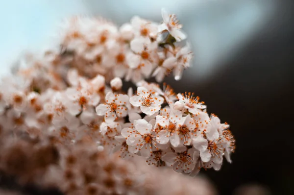 white spring flower. natural flowers.