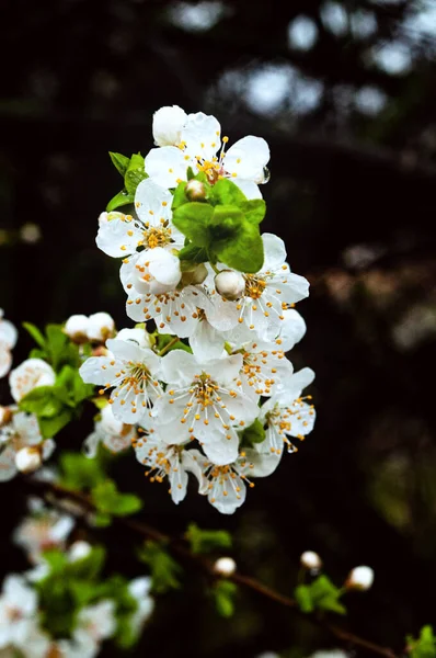 White Flowers Cherry Tree Spring — Stock Photo, Image
