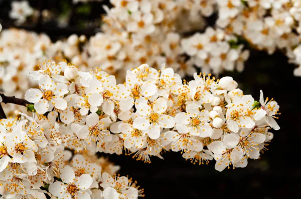 White Cherry Blossoms Flowers Apricot Spring Blossom — Stock Photo, Image
