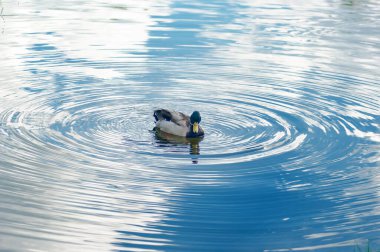 Güzel, vahşi ördek suyun üstünde.