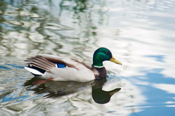 Beautiful Wild Duck Water — Stock Photo, Image