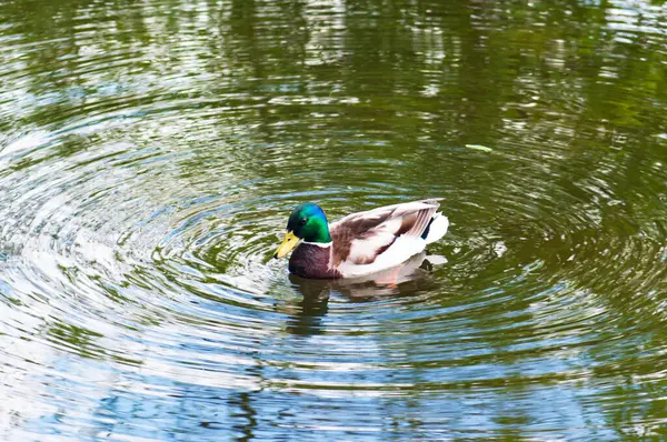 Beautiful Wild Duck Water — Stock Photo, Image