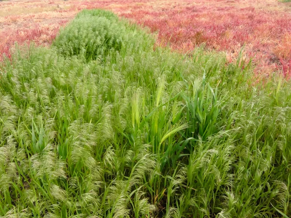 Field Green Red Grass Extraordinary Contrast — Zdjęcie stockowe