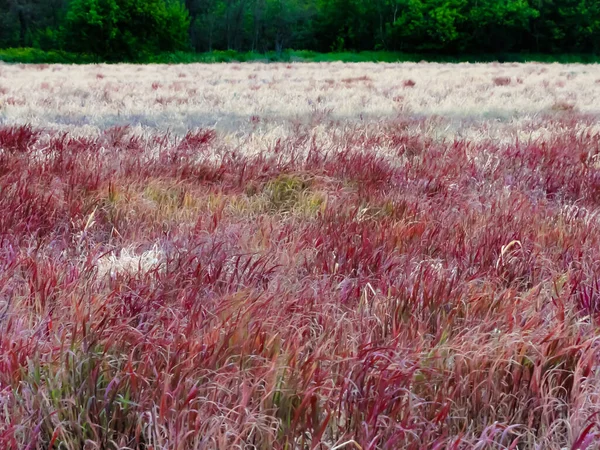 Piękny Krajobraz Polem Trawy — Zdjęcie stockowe