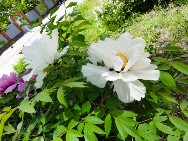 Vita Blommor Trädet Sommarkoncept Vacker Natur — Stockfoto