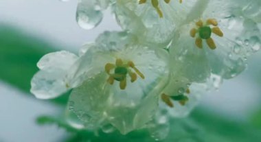 Sıcak yaz yağmurunun altında büyüleyici çiçekler