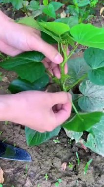 Çiftlik işçiliği, ekin ve mantar yetiştirme teknolojisi..