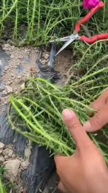 Çiftlik işçiliği, ekin ve mantar yetiştirme teknolojisi..