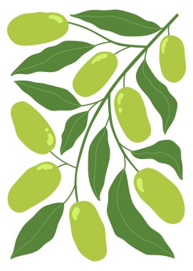 Minimalist tarzda soyut meyve posteri. Elle çizilmiş zeytin ve yapraklarla modern botanik baskısı. İzole vektör illüstrasyonu