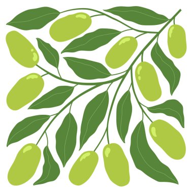 Minimalist tarzda kare meyve posteri. Elle çizilmiş zeytin ve yapraklarla modern botanik baskısı. İzole vektör illüstrasyonu