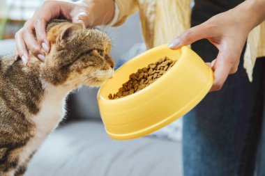 Genç Asyalı bir kadın kedi kafasını okşuyor ve sabahları evde yemek yiyor. Aç kedicik, kısa kedicik kasede lezzetli kedi maması yiyor..