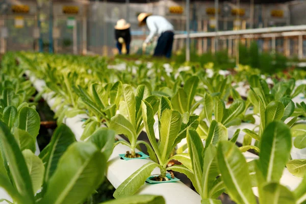 Taze Organik Yeşil Sebze Salatası Çiftliğindeki Hidroponik Sistemde Yetişen Marul — Stok fotoğraf