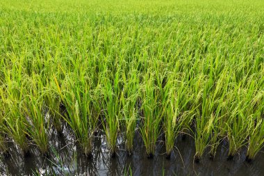 Pirinç tarlasında sudaki yeşil pirinç bitkisi. Asya, Tayland Tarım.