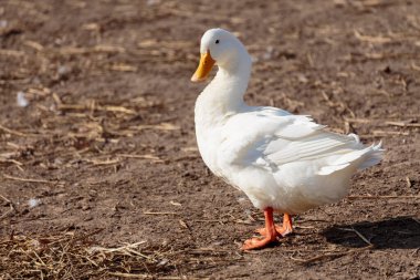 Cute white duck standing on dirt ground in the farm countryside with beautiful sunlight in summer day. Healthy domesticated duck bird in farm village at breeding season. clipart