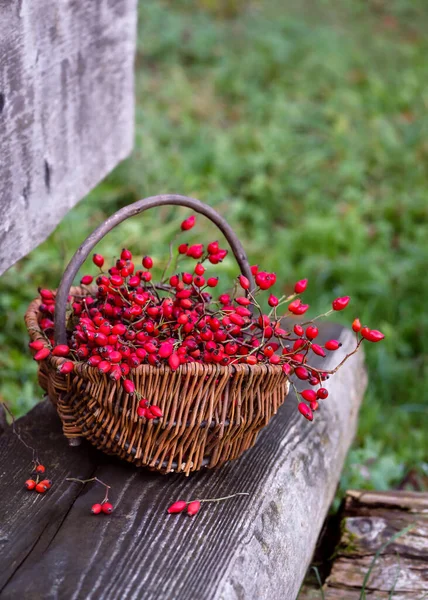 Freshly Harvested Rose Hips Branches Wooden Knit Basket Rustic Wooden — Stock Photo, Image