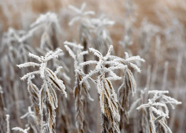 Dry Grass Covered Hoarfrost Meadow Nature Winter Background Copy Space — Stock Photo, Image