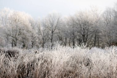 Kar yağışının altında bulanık bir arka planda karla kaplı kuru bitkilerle kış manzarası. Mutlu Noeller ve yeni yılınız kutlu olsun..