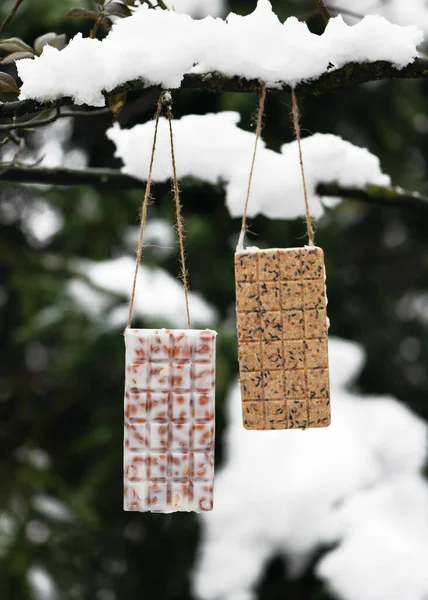 Homemade Chocolate Bar Shaped Bird Feeders Hanging Tree Branch Winter — Stock Photo, Image