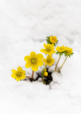 Beautiful yellow winter aconite wildflowers at wintertime in garten with snow. (Eranthis hyemalis) Soft selective focus. Copy space.