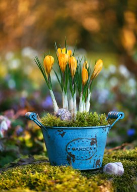 Spring flower arrangement. Yellow crocus flowers with green moss in a vintage old turquoise pot with 