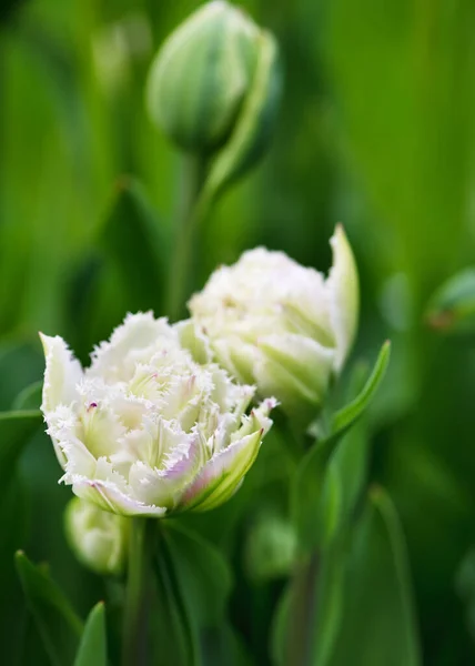 春の庭で壮大な雪の白い縁取りの花びらを持つ驚くべき白い二重のクリスピーチューリップスノークリスタル 美しい墨色で背景を滲ませます 選択的ソフトフォーカス — ストック写真