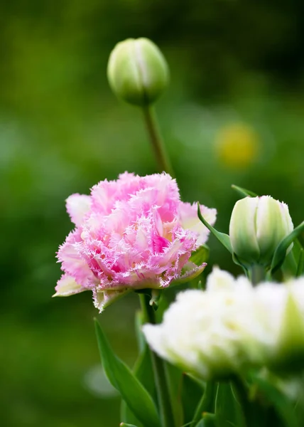 Linda Rosa Double Tulip Com Bordas Franjas Branco Prateado Fundo — Fotografia de Stock