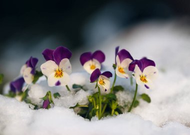Baharda bahçeye kar yağan güzel renkli boynuzlu nonoş çiçekleri. (Viola cornuta) Yumuşak seçici odaklanma. Boşluğu kopyala.