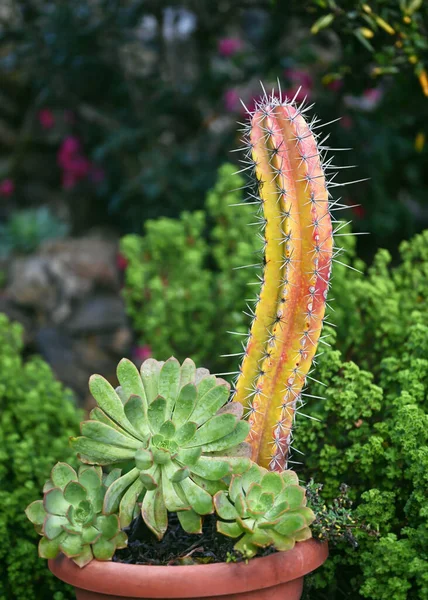 熱帯の庭の植木鉢にユーフォビア抗キュラムサボテンとヨウ素前庭植物 スペインのカナリア島 パルマ — ストック写真