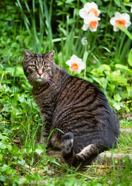 stock image Cute tabby cat sitting on a step in a country cottage spring garden. (Felis catus). Selective focus.