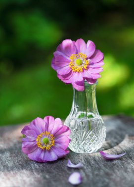 Mini cam bir vazoda pembe, mor, duble japonica çiçeğiyle hayat. (Anemone Hupehensis) Bahçe dekorasyonu fikri. Boşluğu kopyala.
