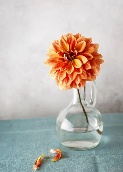 Still life with orange, yellow dahlia flower in a glass vase on a turquoise linen tablecloth. Romantic minimal floral decoration. Copy space.