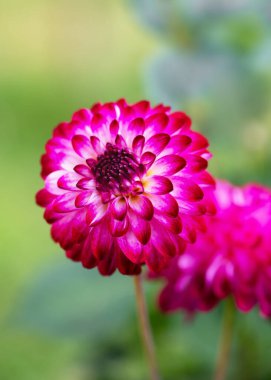 Güneşli bir günde güzel, mor, beyaz bir ponpon yıldız çiçeği ve hoş, yumuşak, bulanık bir bokeh arka planı. Çiçekçilik mi, bahçe işleri mi? (Dahlia Pomponu)