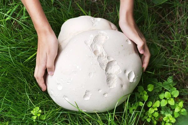 Child\'s hands touch a huge Giant puffball  mushroom growing in the meadow. Edible and medicinal mushrooms. Harvesting concept. (Calvatia gigantea)